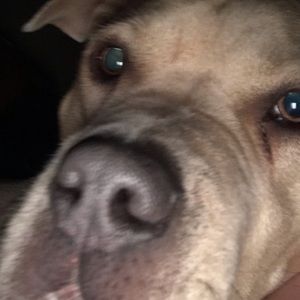 Meet your Posher, Thomas